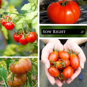 Packs de graines de <span class=keywords><strong>tomates</strong></span> <span class=keywords><strong>anciennes</strong></span> non-OGM, y compris des <span class=keywords><strong>tomates</strong></span> Cherokee Purple de grande taille pour jardin potager domestique, fleurs artificielles suspendues - Product Image 2