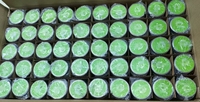 Poudre instantanée de matcha aux champignons 30/50g