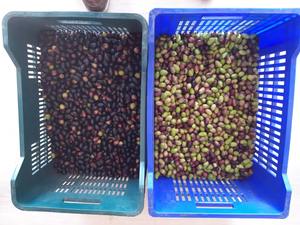 Mini trieuse chromatique intelligente à bande transporteuse pour café, <span class=keywords><strong>cerises</strong></span>, ail frais et surgelé, et myrtilles - Product Image 4