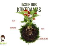 Sansevieria Moonlight Kokedama dengan lumut bola gantung kondisi