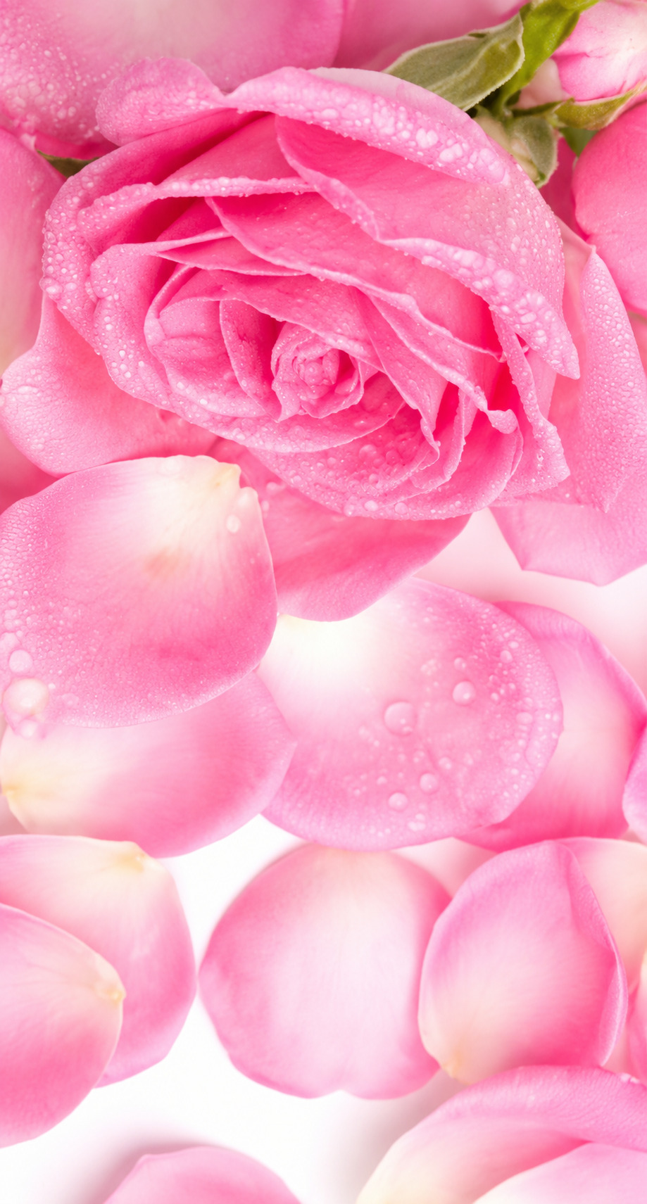 True Love Rose