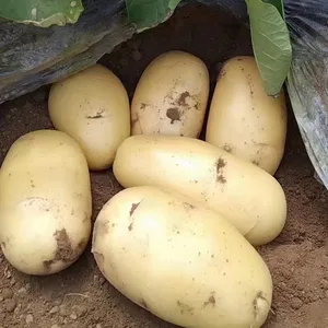 Newest crop yellow fresh potato/Holland seed potato best quality potato from nederland bulk