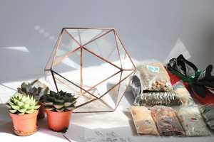 Kit de Terrario Personalizado para Crear tu Propio <span class=keywords><strong>Oasis</strong></span>, Decoración para el Hogar, Ideal para la Sala de Estar, Excelente para Regalos de Inauguración - Product Image 6