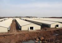 Structure portique en acier lourd préfabriquée pour poulailler, hangar d'élevage avicole avec services de soudage et de pliage pour poulets de chair/pondeuses