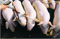 Scanner d'étiquette d'oreille de lecteur d'antenne d'animal du bâton long 134.2khz RFID de haute qualité pour la gestion de porcherie