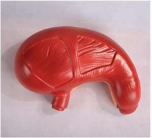 Modelo Anatómico <span class=keywords><strong>de</strong></span> Estómago Humano <span class=keywords><strong>de</strong></span> PVC <span class=keywords><strong>de</strong></span> Calidad Superior, Tamaño Natural, Instrumentos <span class=keywords><strong>de</strong></span> Enseñanza, Modelo <span class=keywords><strong>de</strong></span> Estómago para la Enseñanza - Product Image 6