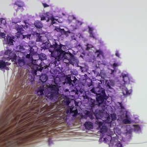Fiori Secchi Conservati di Elicriso e Margherita per Decorazione - Product Image 5