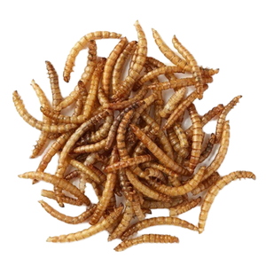 Gusanos de harina secos sin aditivos y altos en proteínas, directamente de fábrica, para alimento de aves, que realzan el color de las plumas - Product Image 2