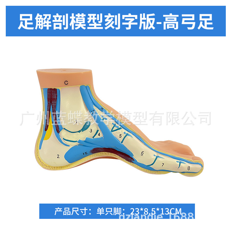 One bow-shaped foot (engraved version)