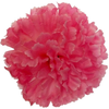 Rosa madeira