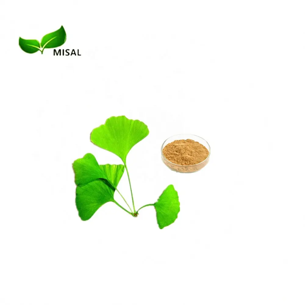 Supply Extrait de feuille de Ginkgo Biloba 24% flavonoïdes Poudre d'extrait de Ginkgo Biloba biologique