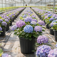 Pot de pépinière en plastique HDPE noir, durable, pour le contrôle des racines, idéal pour la plantation en extérieur, à la ferme et en serre