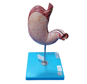 GD/A12002 Médecin généraliste Modèle d'<span class=keywords><strong>estomac</strong></span> humain (modèle médical, modèle <span class=keywords><strong>de</strong></span> formation) - Product Image 1