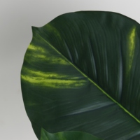 Plante artificielle en plastique Epipremnum Aureum en pot, décoration intérieure pour bureau, jardin, maison, plantes artificielles, plantes factices