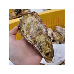 Vente en gros d'huîtres fraîches de fruits de mer vivants de haute qualité et de bon goût