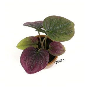 <span class=keywords><strong>ต้น</strong></span>คาลาเดียมสีม่วงเขียวประดิษฐ์ในกระถาง<span class=keywords><strong>สี</strong></span>คาราเมล <span class=keywords><strong>ราคา</strong></span>โรงงาน <span class=keywords><strong>ต้น</strong></span>ไม้ใบปลอมแบบมีพื้นผิว สำหรับตกแต่งสไตล์ดาร์กอะคาเดเมียและอินดัสเทรียล - Product Image 2