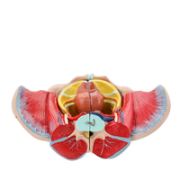 Modèle anatomique pelvien génital féminin avec muscle du plancher pelvien et nerf vasculaire