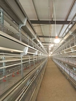 Système automatique de cage d'élevage de poulets de chair dédié à la ferme avicole à vendre
