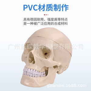 Modèle de crâne humain de simulation médicale 1:1 pour adultes : Anatomie du crâne, crâne blanc avec colonne cervicale, anatomie du cerveau - Product Image 1