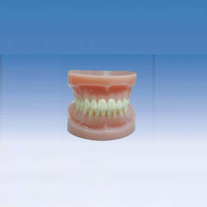 Modelo de Dientes Completo Estándar para Enseñanza Médica, Modelo de Dientes Completo Doble para Enseñanza y Aprendizaje de Anatomía - Product Image 2