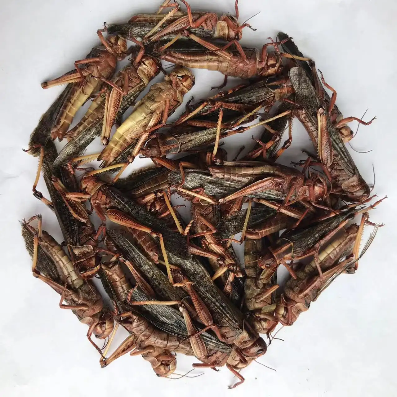 Wholesale Grasshopper Dried Grasshopper Reptiles Food Tortoise Food Edible Insects