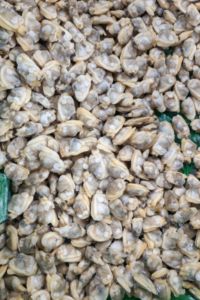 Molluschi di vongole congelati di alta qualità a prezzi economici - Product Image 3