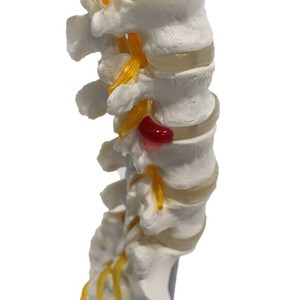 Modèle haute fidélité du sacrum et du coccyx ; démonstration de la courbure physiologique lombaire et sacrale ; orthopédique - Product Image 5