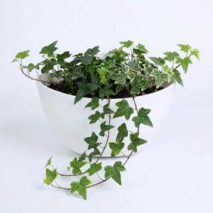 Pot de fleurs mural en plastique 13x23cm, texture pierre mate, demi-rond, pour plantes succulentes et herbes, vente en gros - Product Image 1