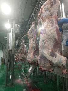 Usine clé en main pour l'abattage 50 taureaux par jour de mini machine d'abattage de vaches - Product Image 5