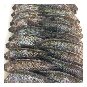 New Season Seafood Commodity Organic Frozen Gutted Scaled Tilapia GS