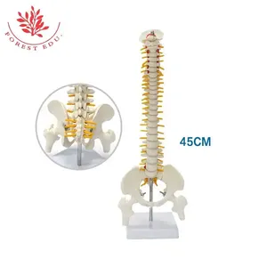 Modelo <span class=keywords><strong>de</strong></span> columna vertebral, entrenamiento <span class=keywords><strong>de</strong></span> rehabilitación anatómica, <span class=keywords><strong>postura</strong></span> sentada, 45cm, modelo <span class=keywords><strong>de</strong></span> columna vertebral médica humana <span class=keywords><strong>de</strong></span> plástico - Product Image 3