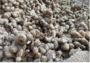 Jengibre Negro Fresco de Alta Calidad (Jengibre Joven) Kaempferia Parviflora |   100% Natural Multiusos |   Suministro a granel de 250 kg personalizado - Product Image 6