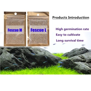 Plantas Acuáticas Premium al por Mayor para Acuarios, Plantas Acuáticas Auténticas para Peceras, Semillas con Alta Tasa de Germinación - Product Image 3