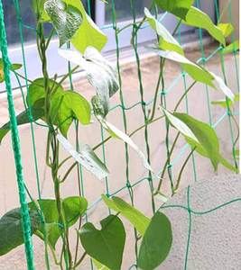 Hot sellinggreen nông nghiệp trellis lưới cho cây leo thắt nút trellis lưới - Product Image 3