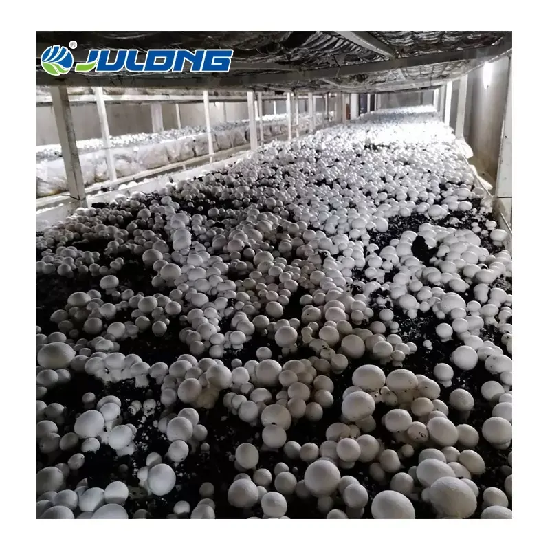 Mushroom growing equipment smart farm container greenhouse shipping container farm greenhouse supplier