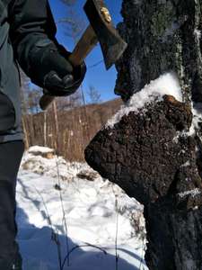 Qinshantang 30% Beta glucano organico Chaga fungo estratto naturale polisaccaridi in polvere frutta selvatica bottiglia per uso alimentare - Product Image 5