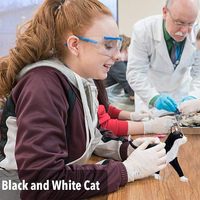 Modèle d'anatomie animale de chat simulé en 28 parties pour la science médicale, cadeau pour enfants, ressource pédagogique CE/ISO