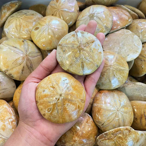 Nhà Máy Giá mẫu vật khoáng sản vỏ sò Sao Biển hóa thạch tự nhiên tinh thể sao biển hóa thạch để bán - Product Image 6