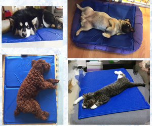 Sommer Hund Kühl kissen eiskalte Haustier matten Pads Katzen kühlende Hunde matte kühle Matratze Eis packung Gel Pad Nest Hersteller - Product Image 6