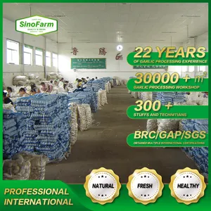 Sinofarm Supply 2023 Garlic China Good Farmer Garlic Normal/Pure White Red Garlic Ajo Chino Price