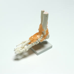 Modelo de Anatomía de articulación de pie <span class=keywords><strong>humano</strong></span> de tamaño real, modelo de articulación de <span class=keywords><strong>tobillo</strong></span> con ligamentos - Product Image 4