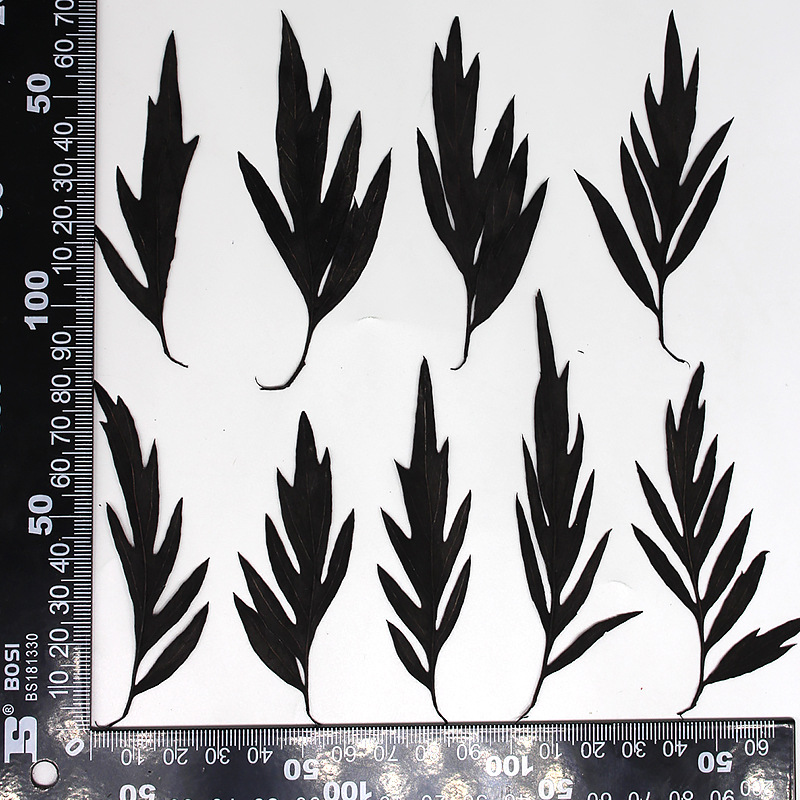 Feuille MH639-Black-Grevillea