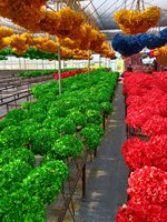 Harga Grosir Berkualitas Tinggi Diameter 26cm+ Bunga Hydrangea Awet Kelopak Besar untuk Pernikahan Hari Ibu Natal Dekorasi Rumah Yunnan