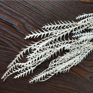 Flor de hoja de diente de sable eterno preservada para decoración del hogar y ramos de boda para arreglos florales domésticos - Product Image 5