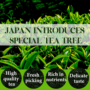 Té <span class=keywords><strong>Verde</strong></span> <span class=keywords><strong>Matcha</strong></span> Orgánico de Grado Ceremonial en Polvo, Té Saludable para Adelgazar, Paquete de 100g, Bolsa y Caja Reciclables - Product Image 6