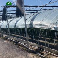 Serre en film plastique à arches multiples GT pour tomates et fraises