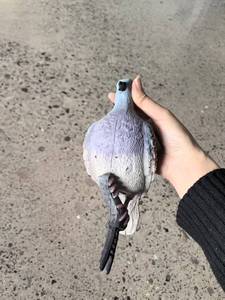 Appât de simulation transfrontalier pour colombes, pigeons et colombes-vertes, en plastique, style européen, pour la chasse en extérieur, la décoration de jardin et comme accessoire de tir - Product Image 6