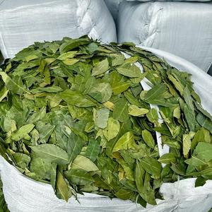 Feuilles <span class=keywords><strong>de</strong></span> laurier séchées Laurus Nobilis Hojas <span class=keywords><strong>De</strong></span> Laurel Qualité européenne Ad Vert clair Pièce Feuille crue Vente <span class=keywords><strong>de</strong></span> feuilles séchées Tabac - Product Image 4