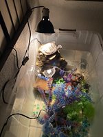 Lampe chauffante à température contrôlée pour reptiles, éclairage chauffant pour l'élevage de volailles, incubation, lumière chaude pour cailles, poussins et animaux de compagnie