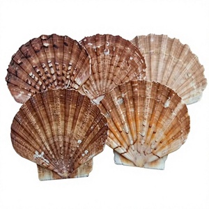Conchas de Vieira Naturales Pulimentadas Ecológicas para Manualidades, Conchas Marinas Reales al por Mayor para Joyería, Decoración de Playa, Arte DIY - Product Image 1
